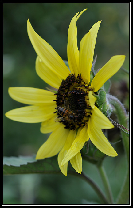 Tournesol Jaune